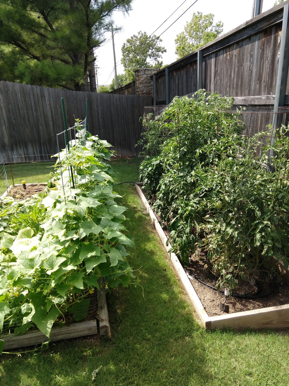 IMG_20200717_160719610.jpg
