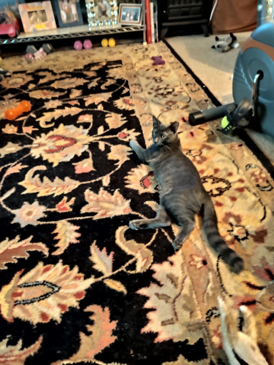 IMG_20200820_200100759.jpg