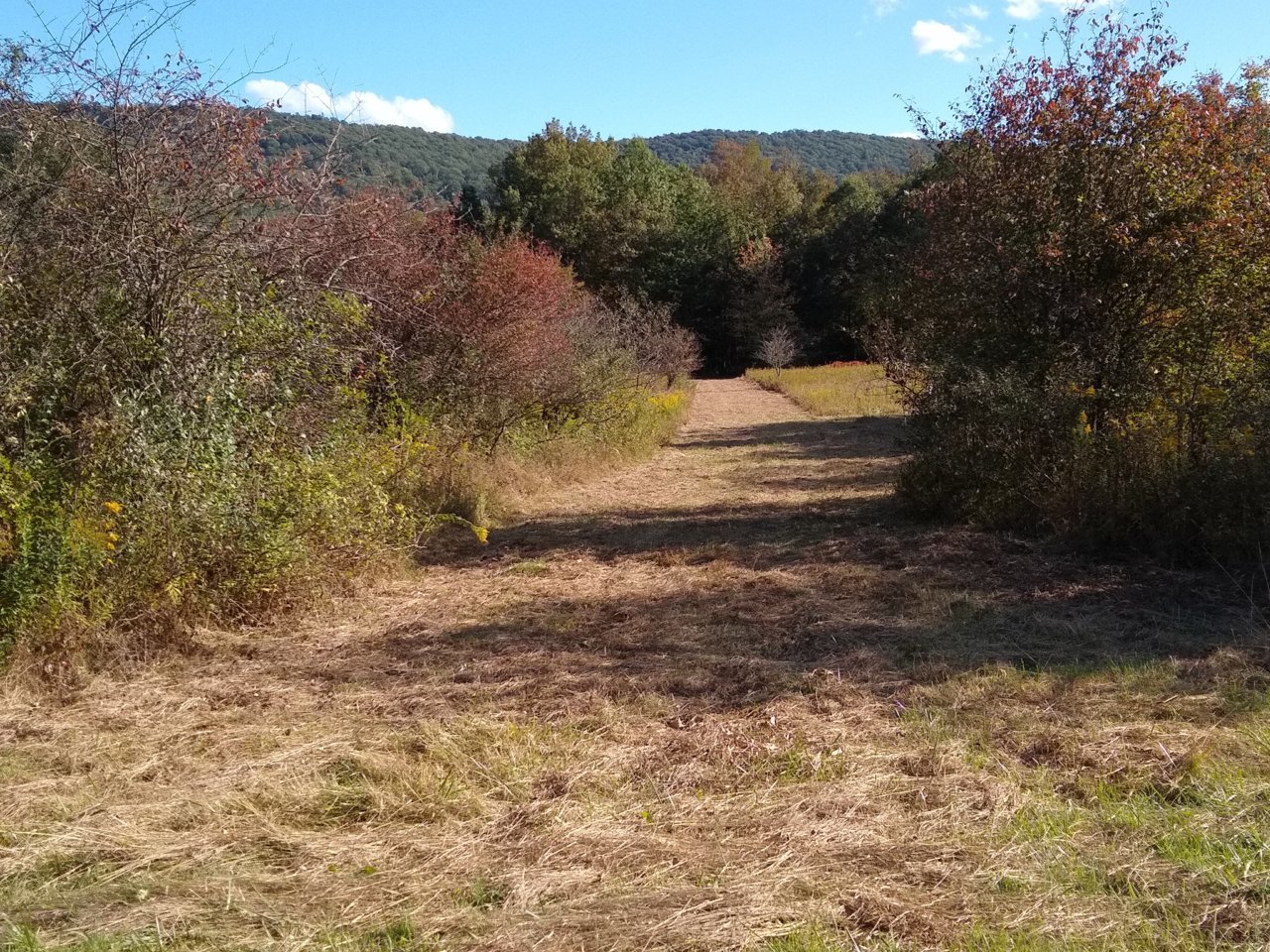 IMG_20201001_160938994.jpg