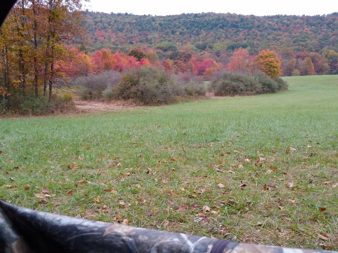 IMG_20201010_094310440.jpg