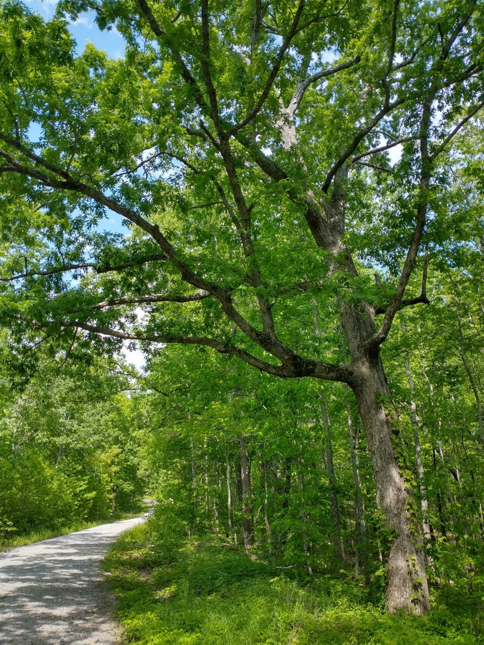 IMG_20210509_152636331_HDR.jpg