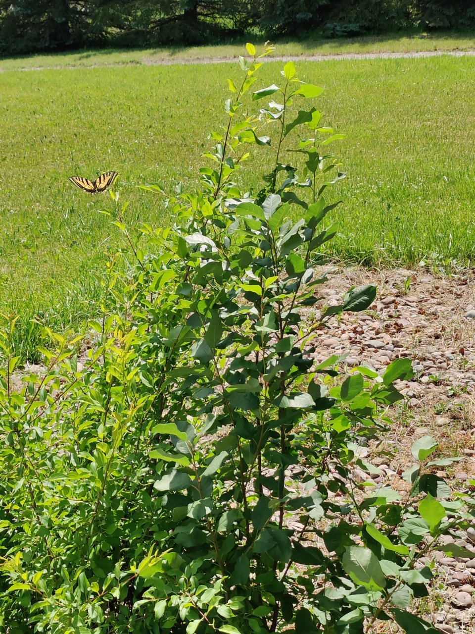 IMG_20210626_132109.jpg