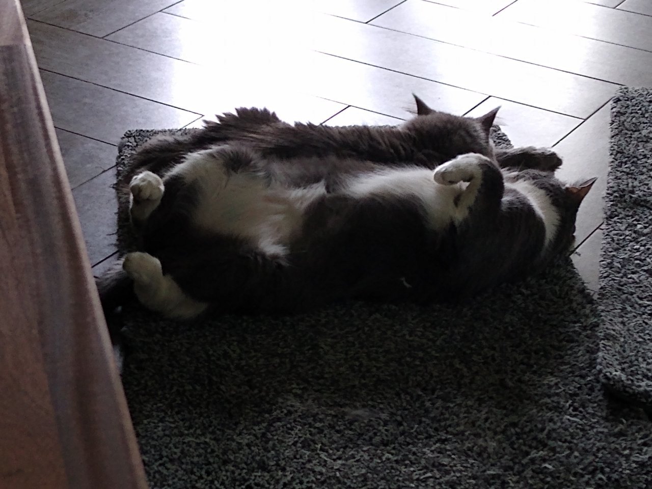 IMG_20210627_172633317.jpg