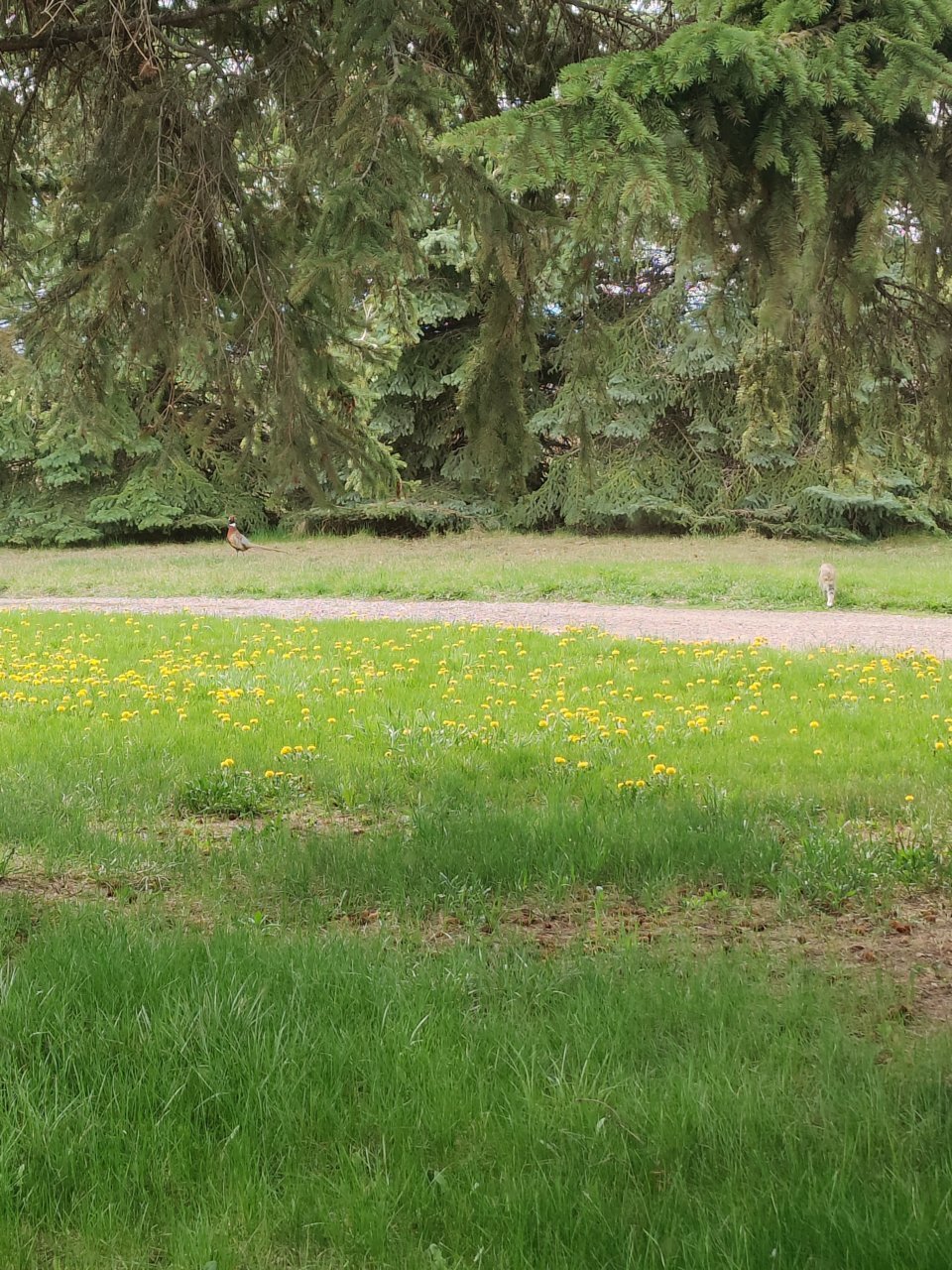 IMG_20220504_111652.jpg