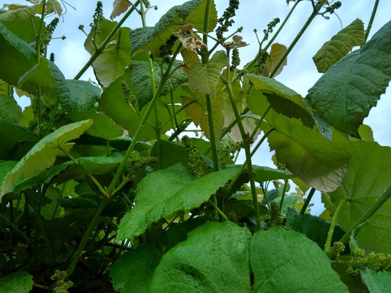 IMG_20220520_074741524_HDR[2].jpg