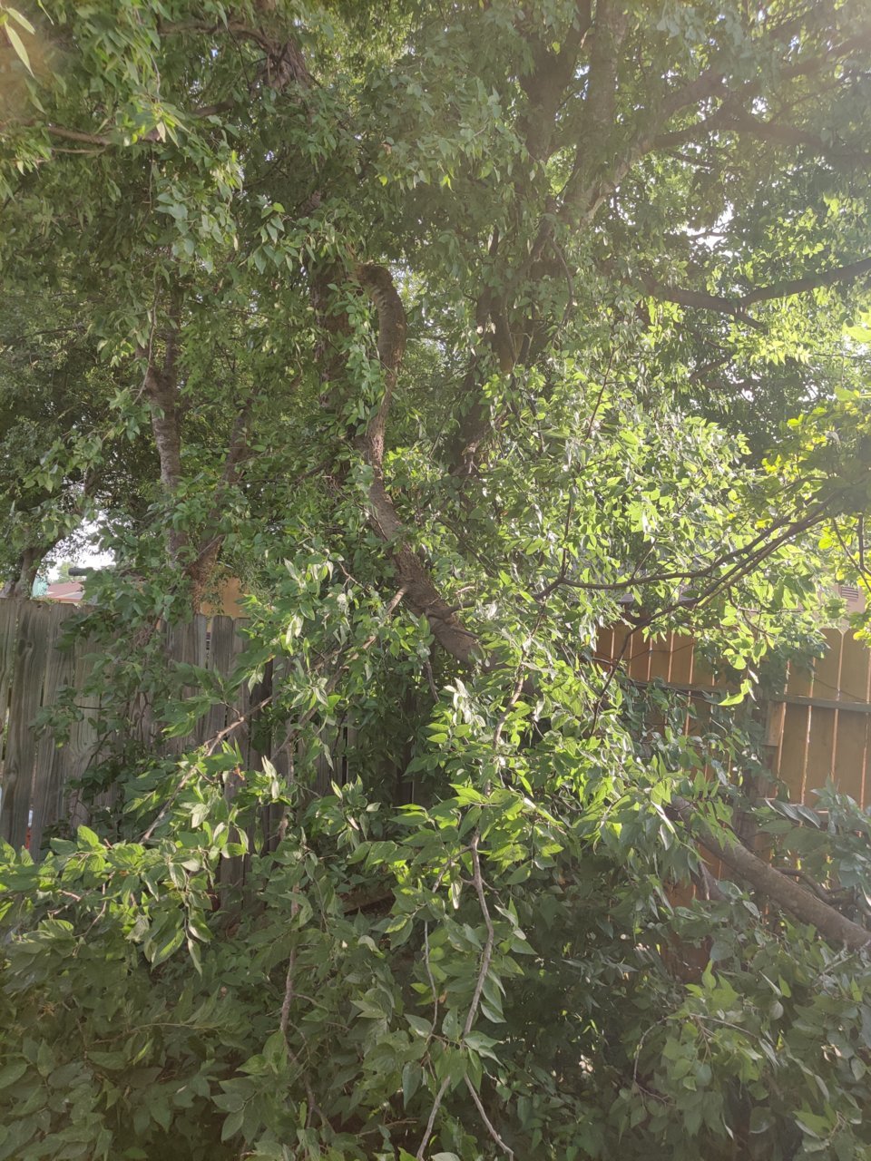 IMG_20230628_075617.jpg