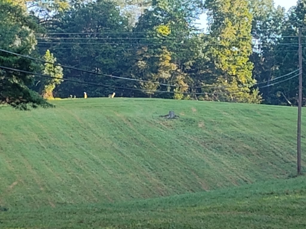 IMG_20240826_080700780.jpg