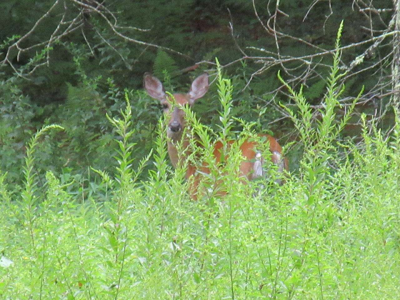 IMG_2222.jpg