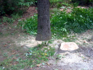 IMG_2233.jpg