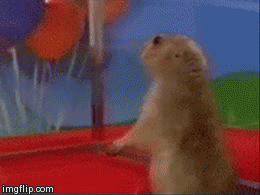 IMG_2259.GIF