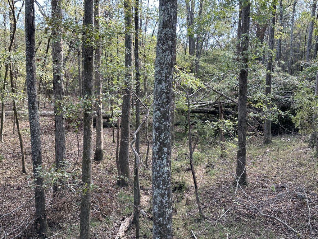 IMG_2379.jpg
