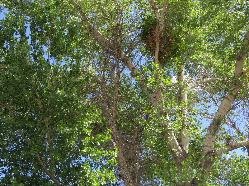 IMG_2411.jpg