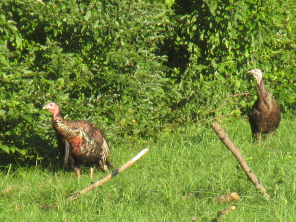 IMG_2469.jpg