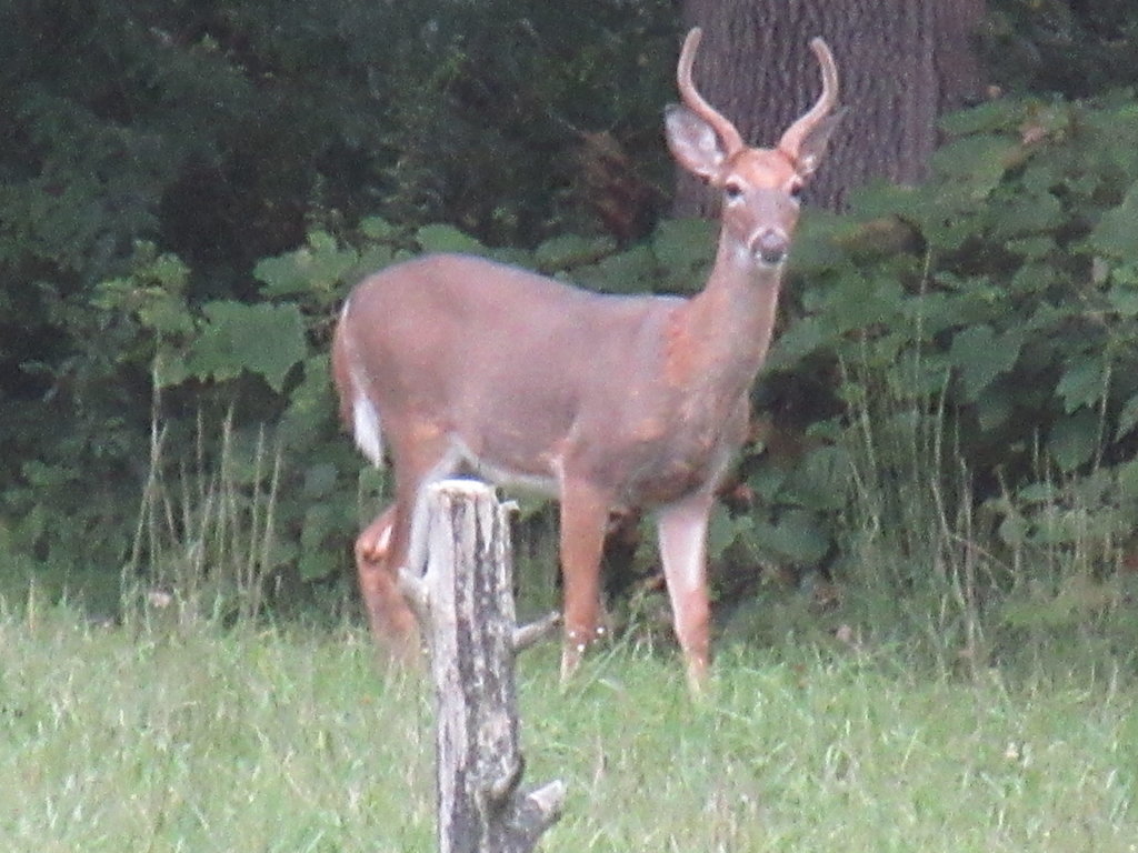 IMG_2482.jpg