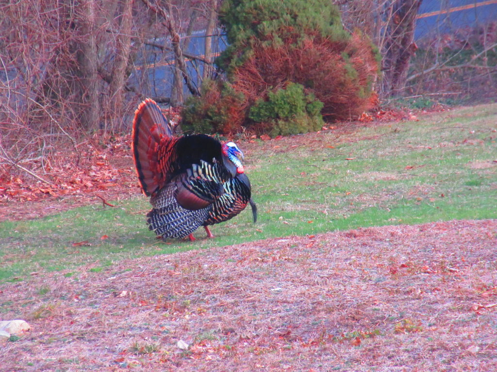 IMG_2668.jpg