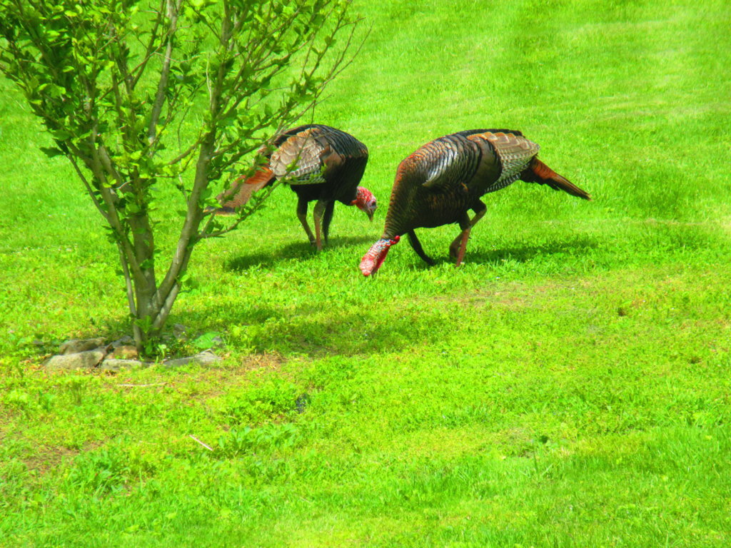 IMG_2722.jpg