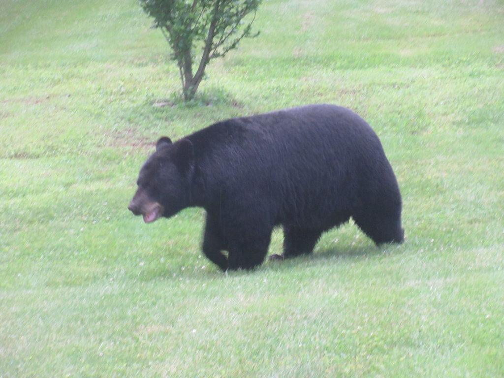 IMG_2736.jpg