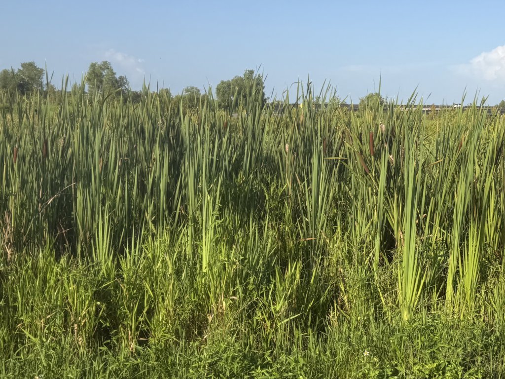 IMG_3464.jpg
