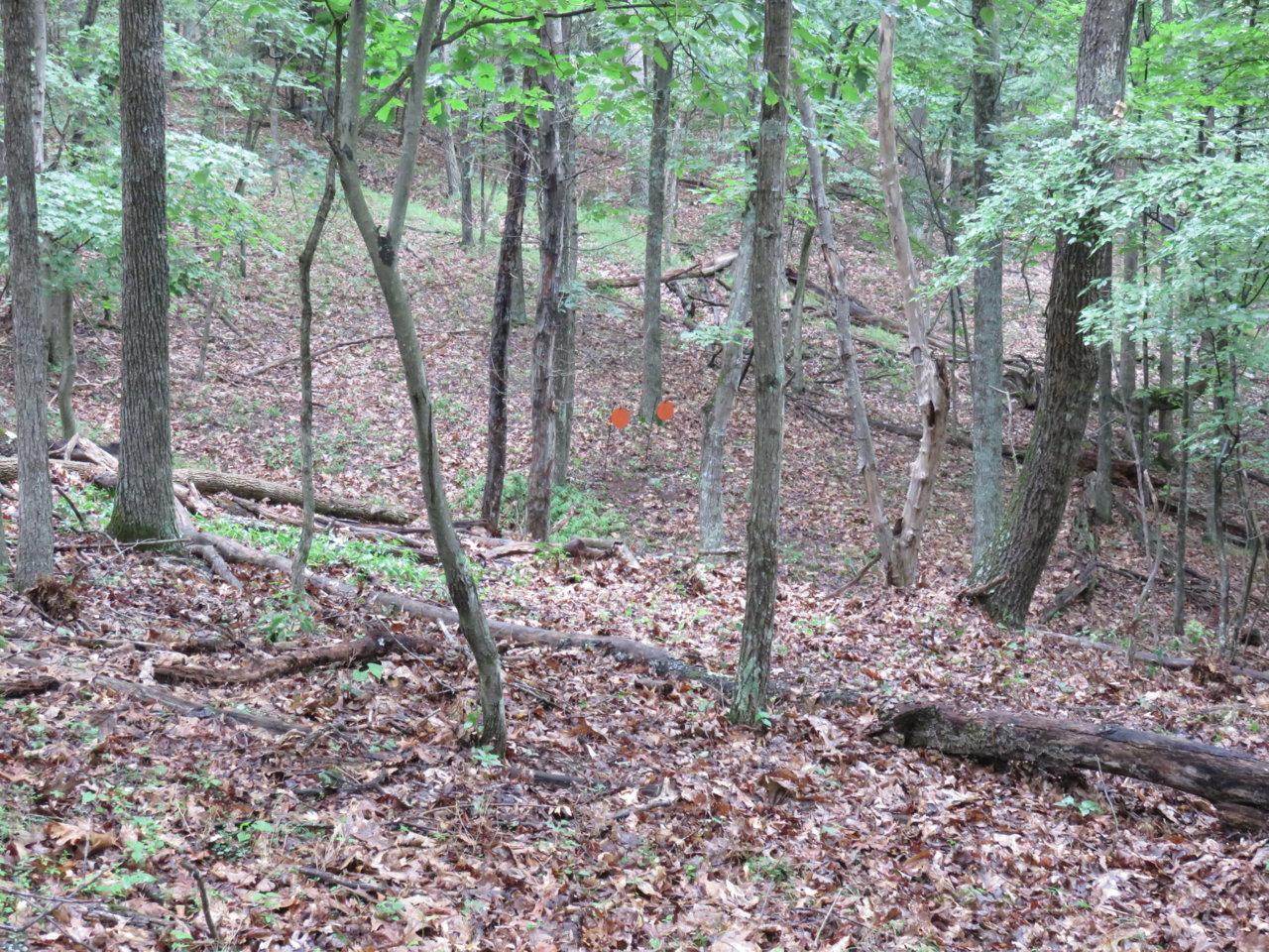 IMG_3565.jpg
