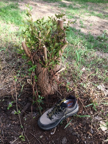 Pulling a stump out with cheap rope. : r/Whatcouldgowrong