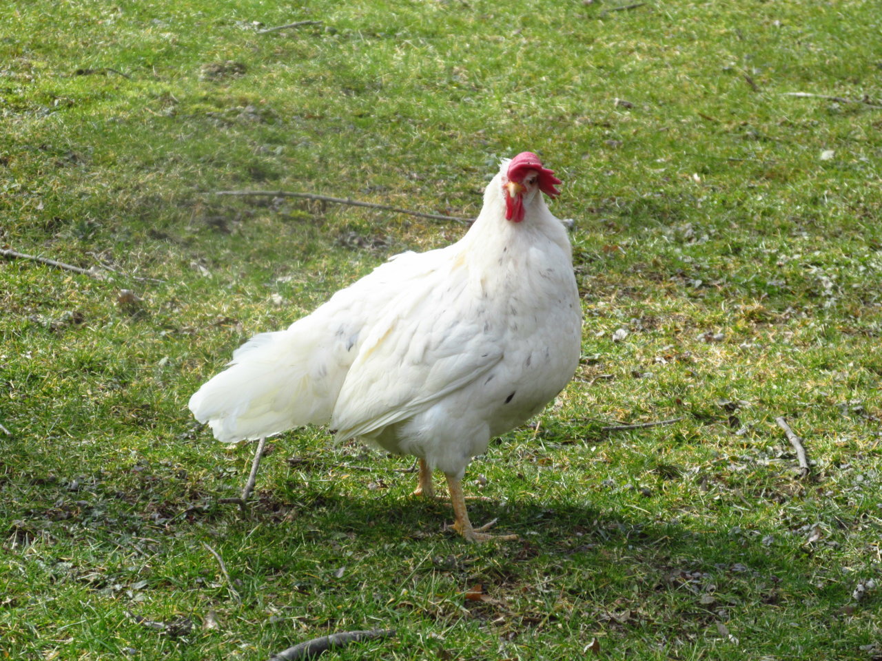 IMG_4226.jpg