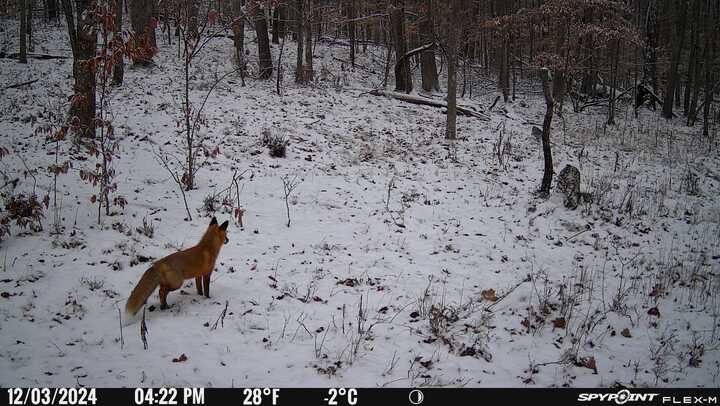IMG_4450.jpg