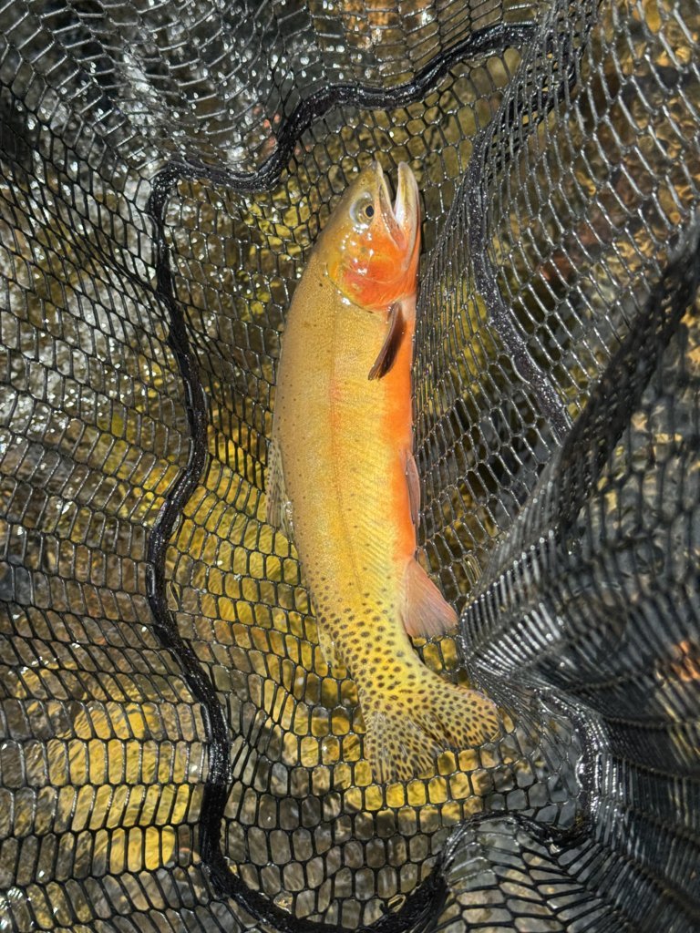 IMG_4660.jpg