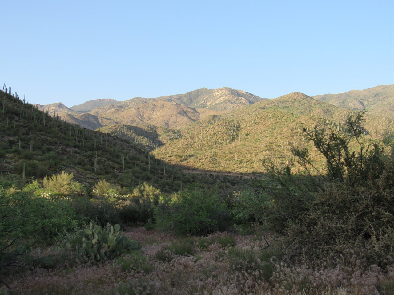 IMG_4674.jpg