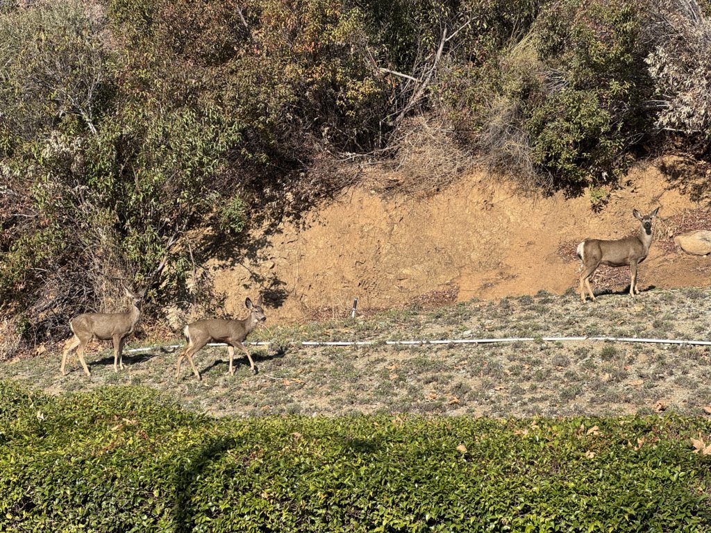 IMG_4723.jpg