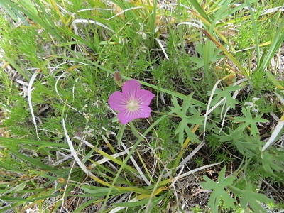 IMG_4756_opt.jpg