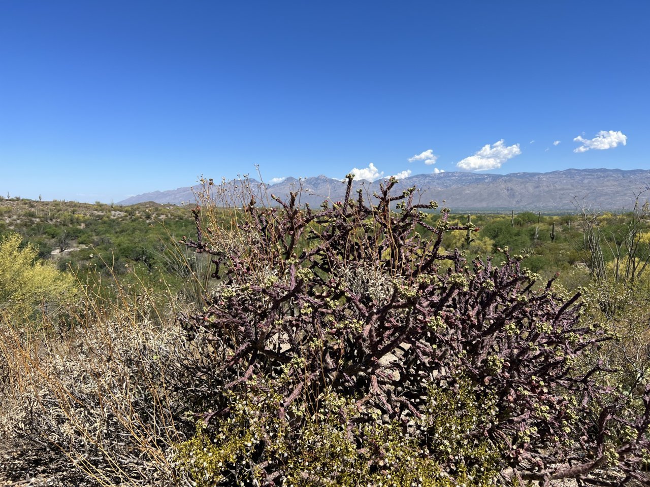 IMG_4859.jpg
