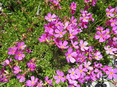 IMG_4861_opt.jpg