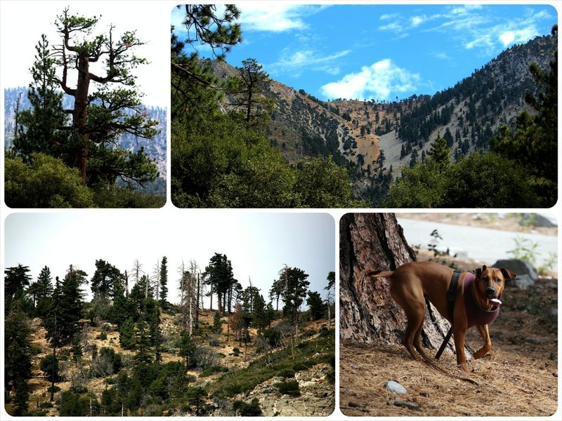 IMG_5069_Fotor_Collage2.jpg
