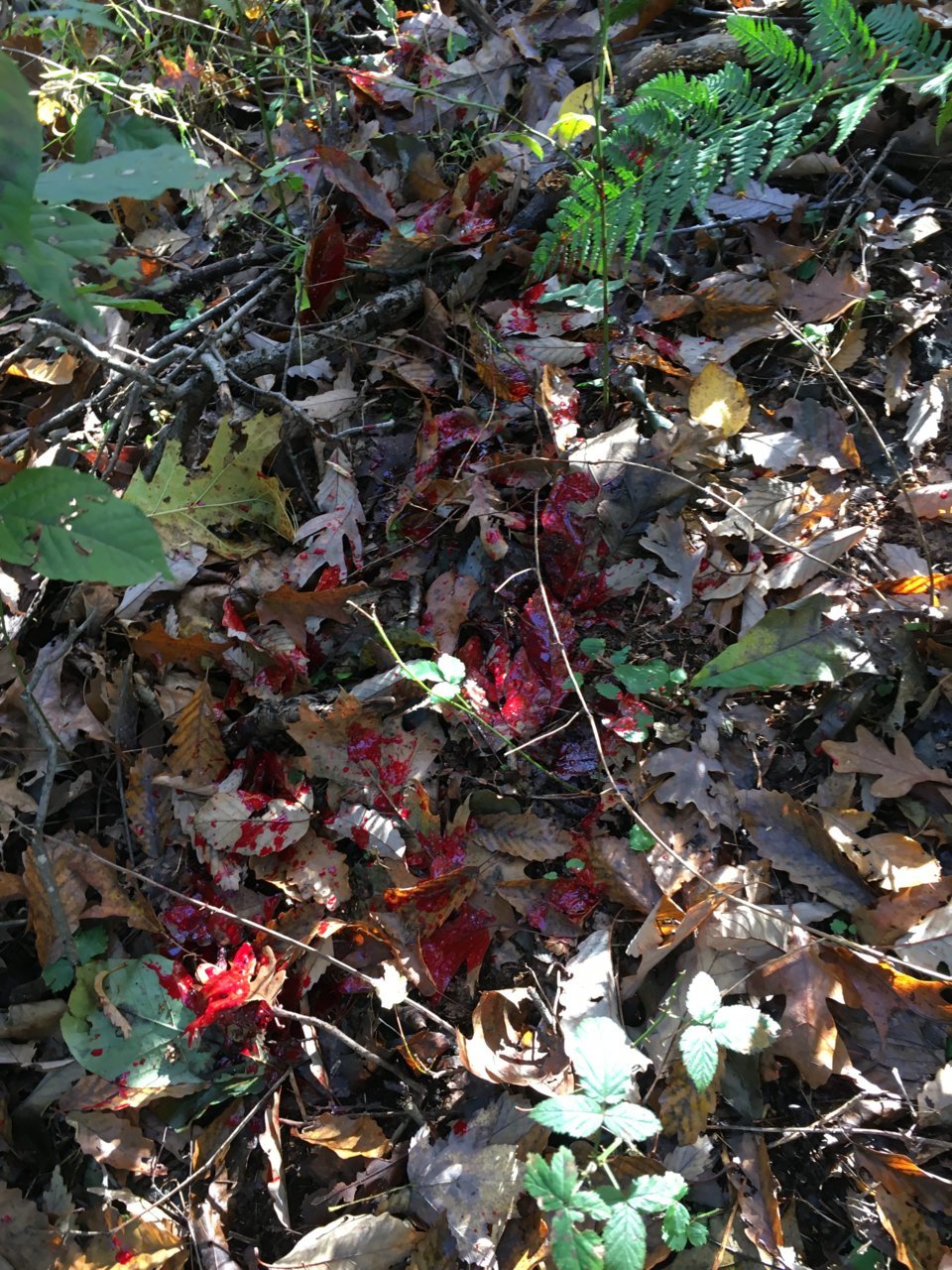 IMG_5086.jpg