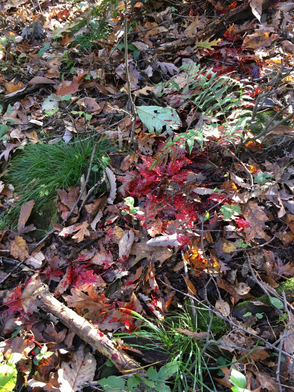 IMG_5087.jpg