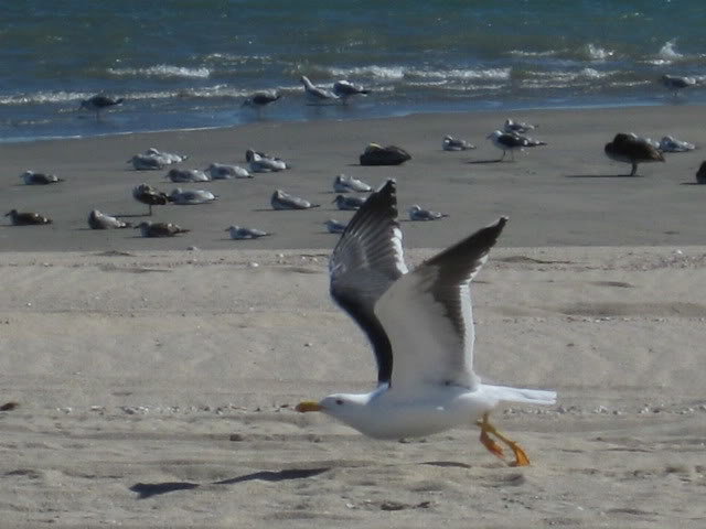 IMG_5376_a0888f399c8c4716f7d53db80bf365f26f2af8ad.jpg