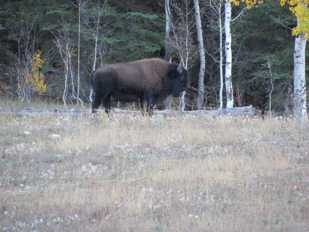 IMG_5419.jpg
