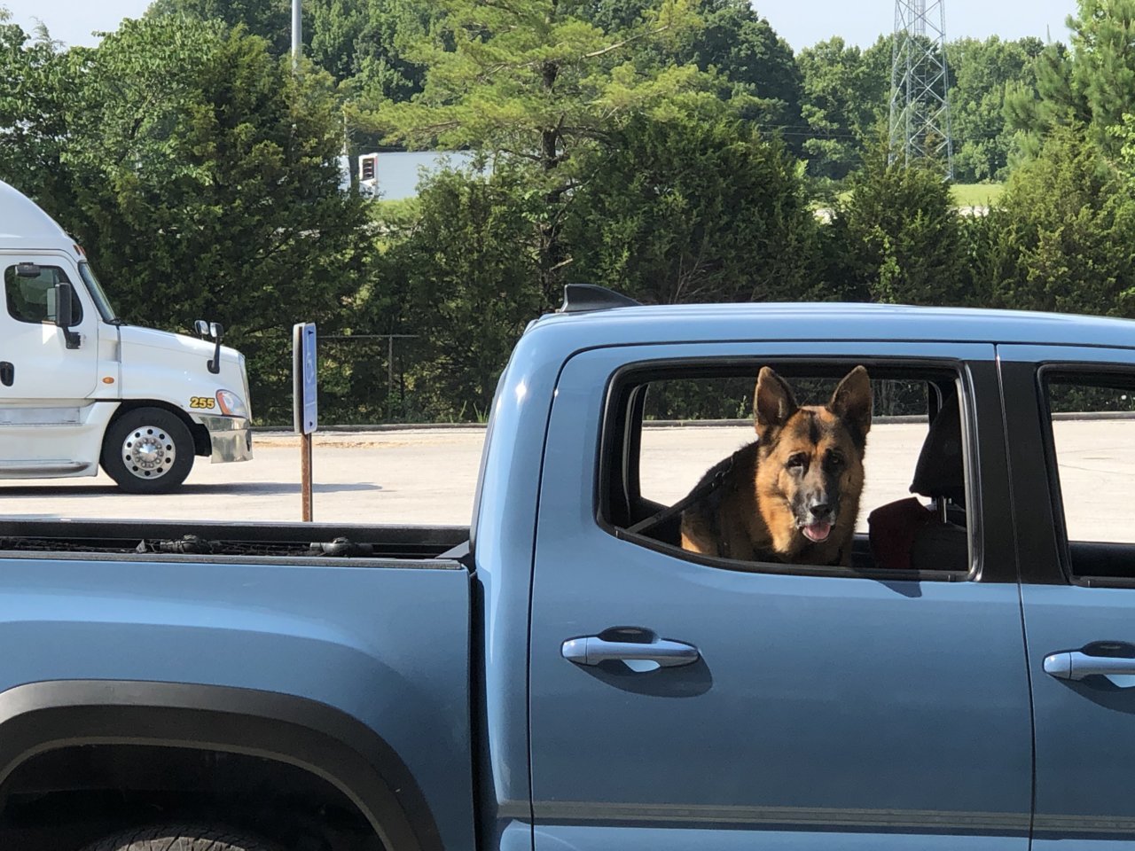 The best truck bed setup for traveling with a German Shepherd? | Tacoma ...