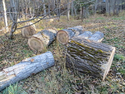 IMG_5720_opt.jpg