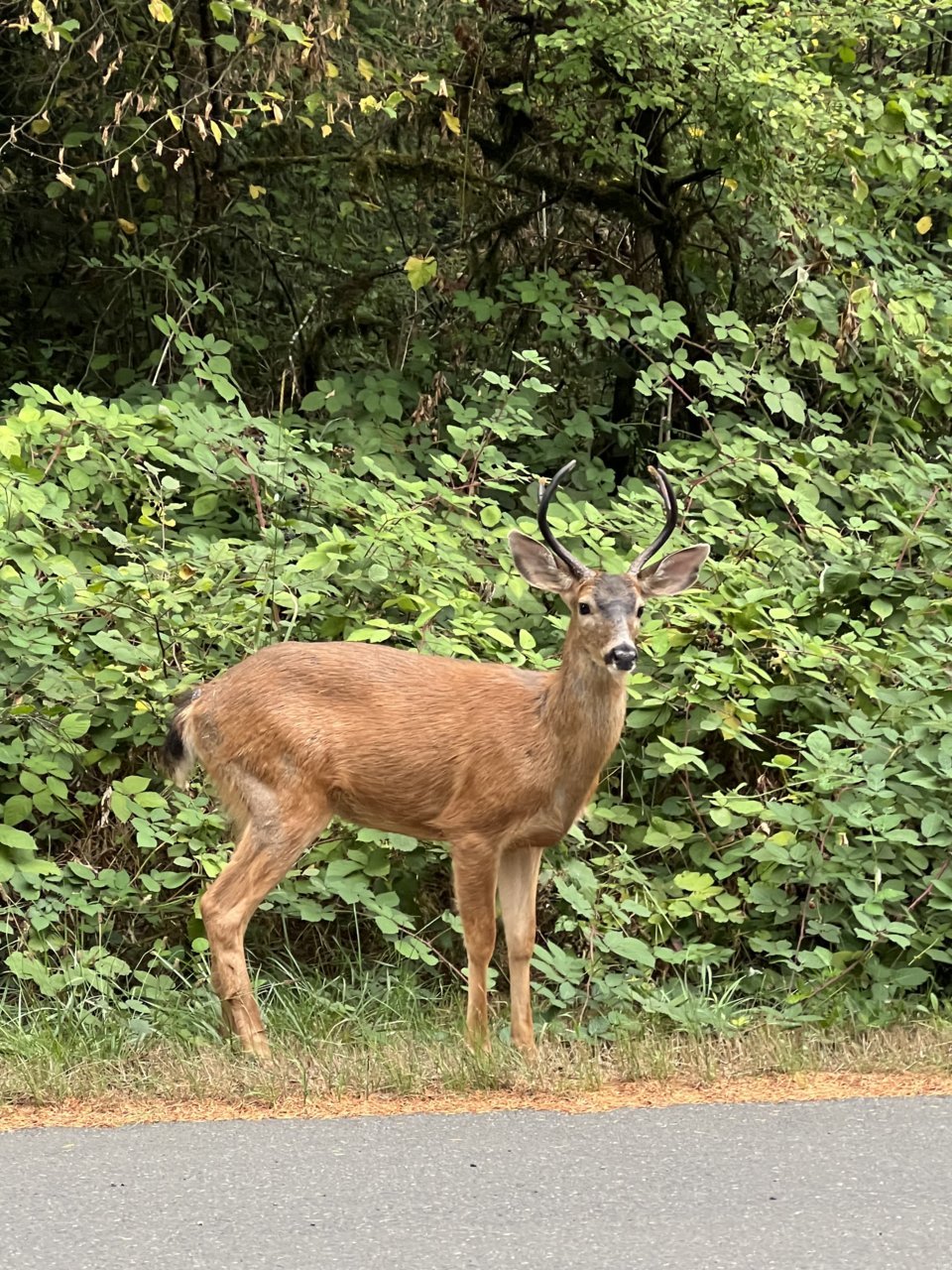 IMG_5731.jpg