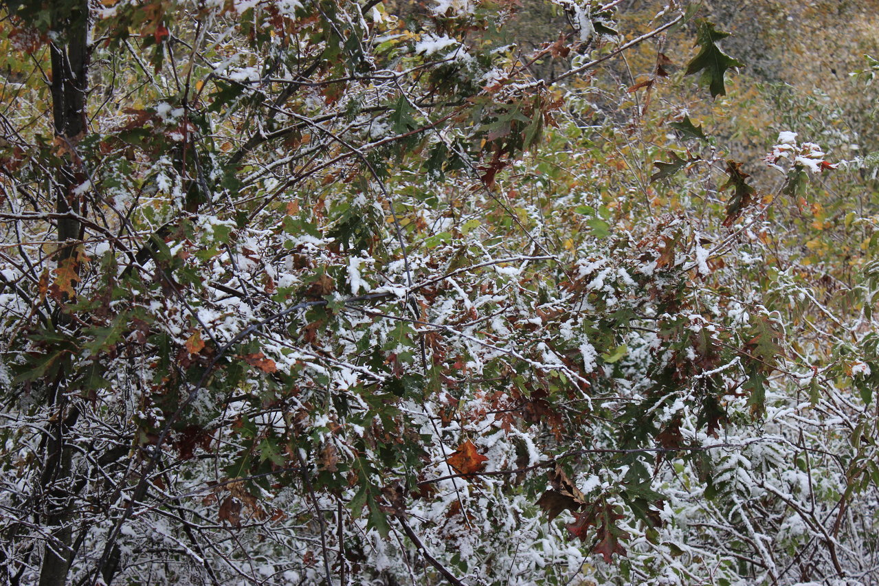 IMG_5931.jpg