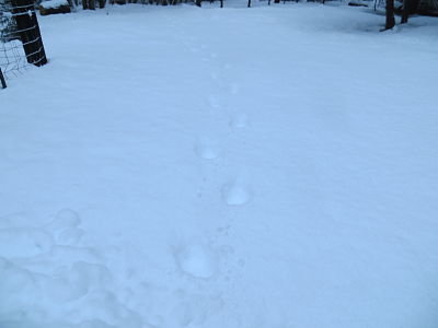 IMG_5999_opt.jpg