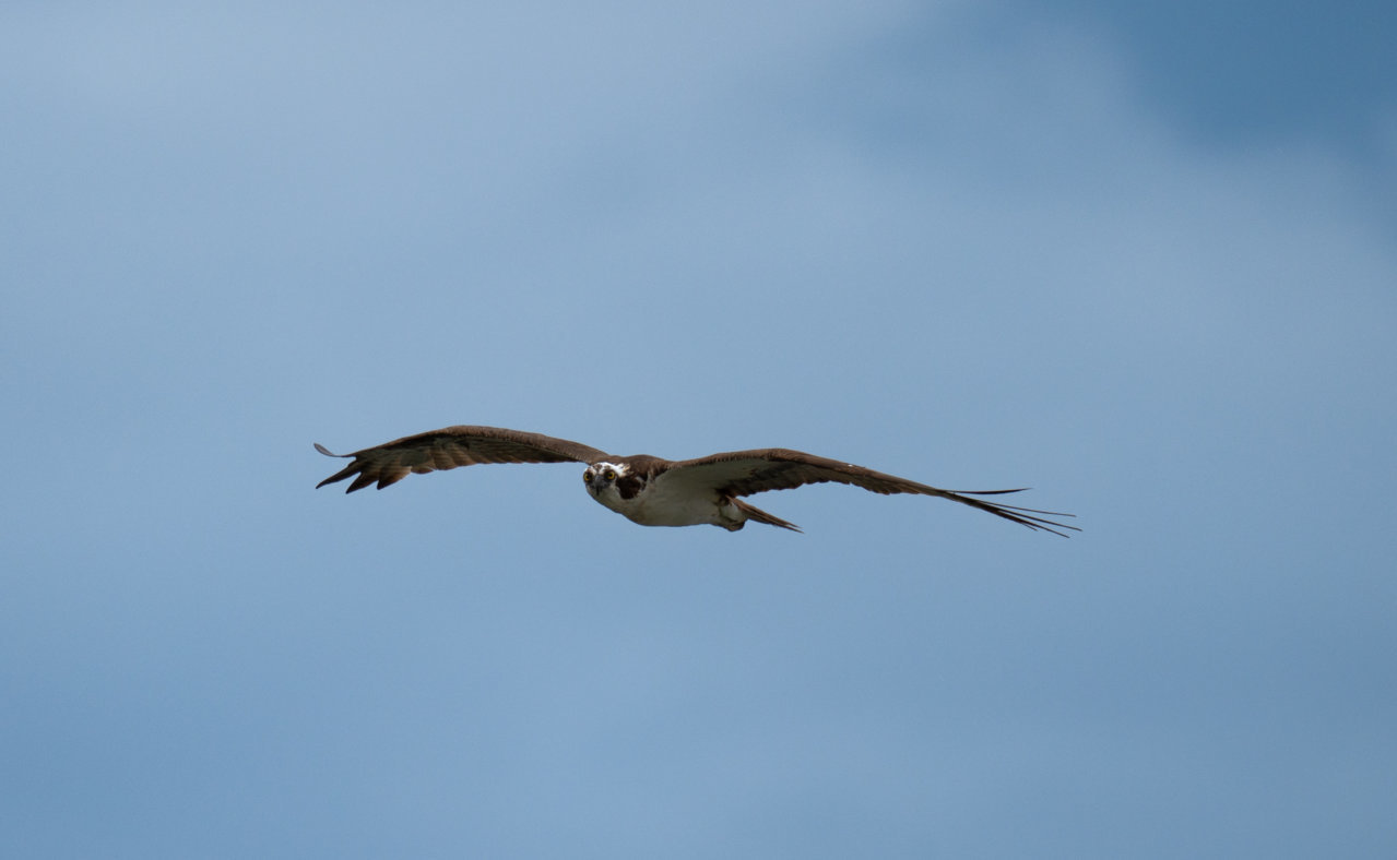 IMG_6070.jpg