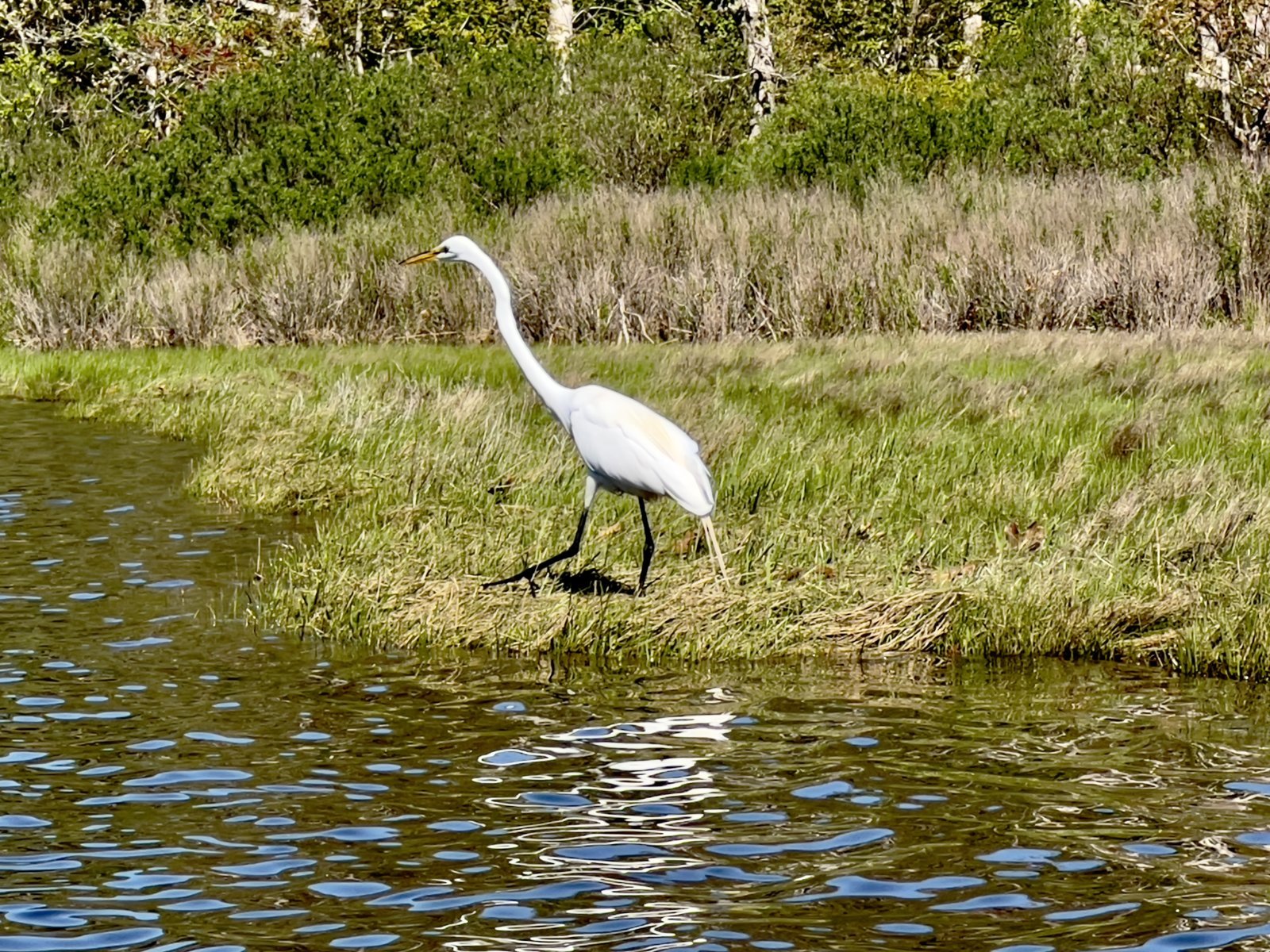 IMG_6285.jpg