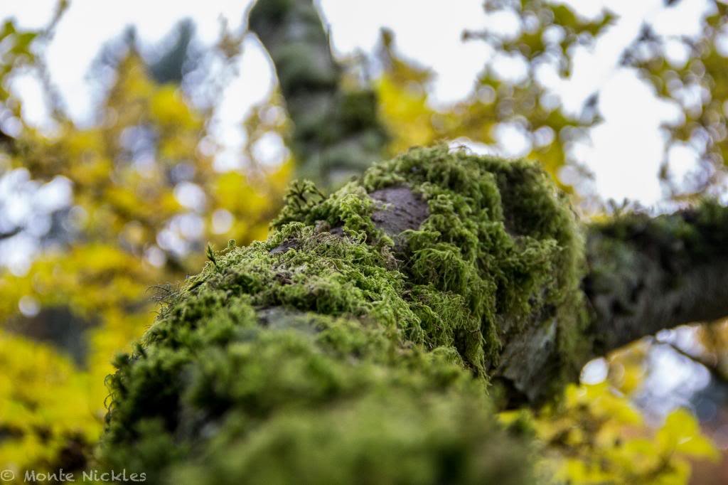 IMG_6362_zps3ef8df10_31a7c241c1c11d7c4b9486e43664782755d26ce6.jpg