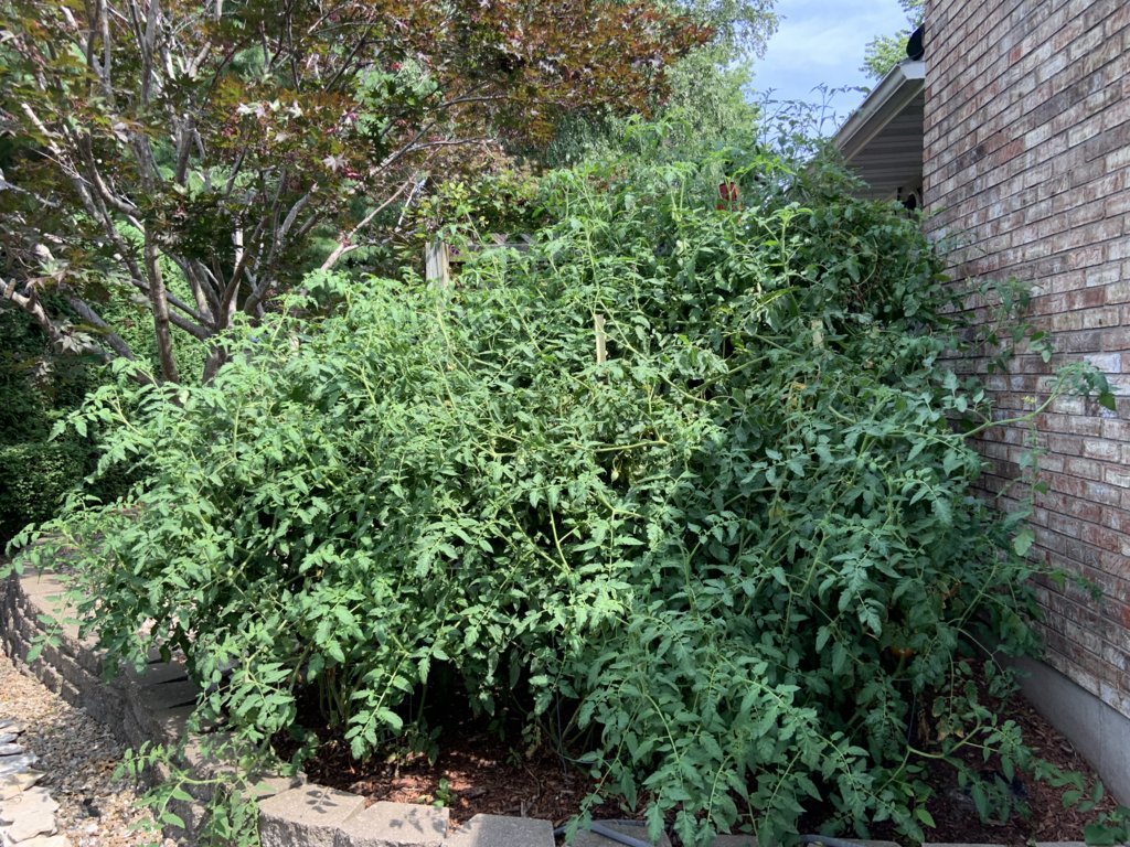 IMG_6606.jpg