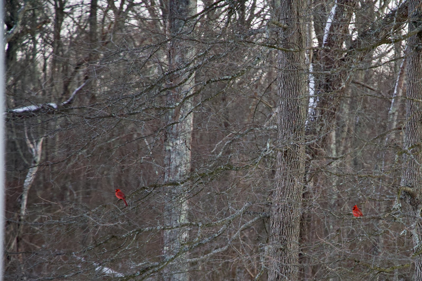 IMG_7046.jpg