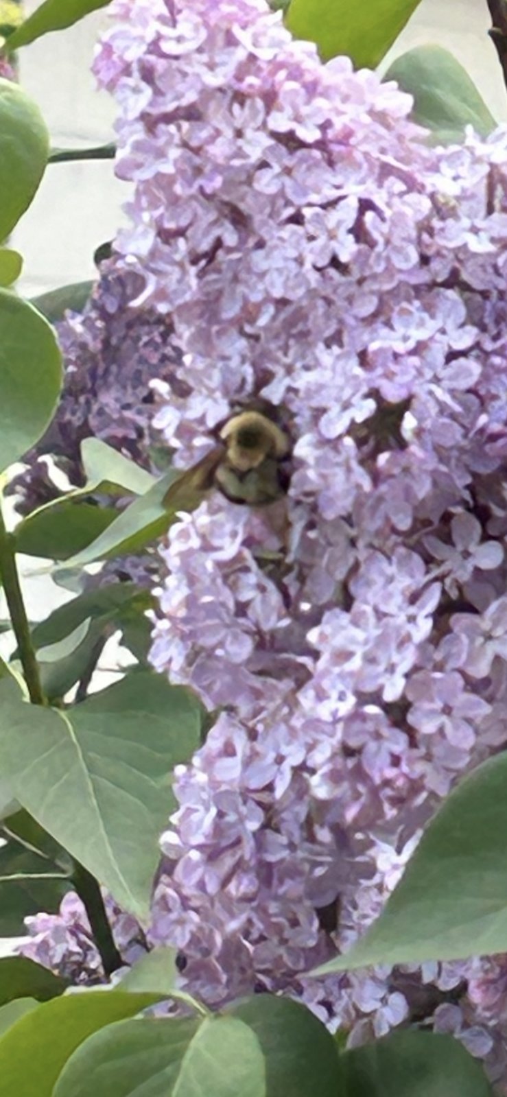 IMG_7169.png