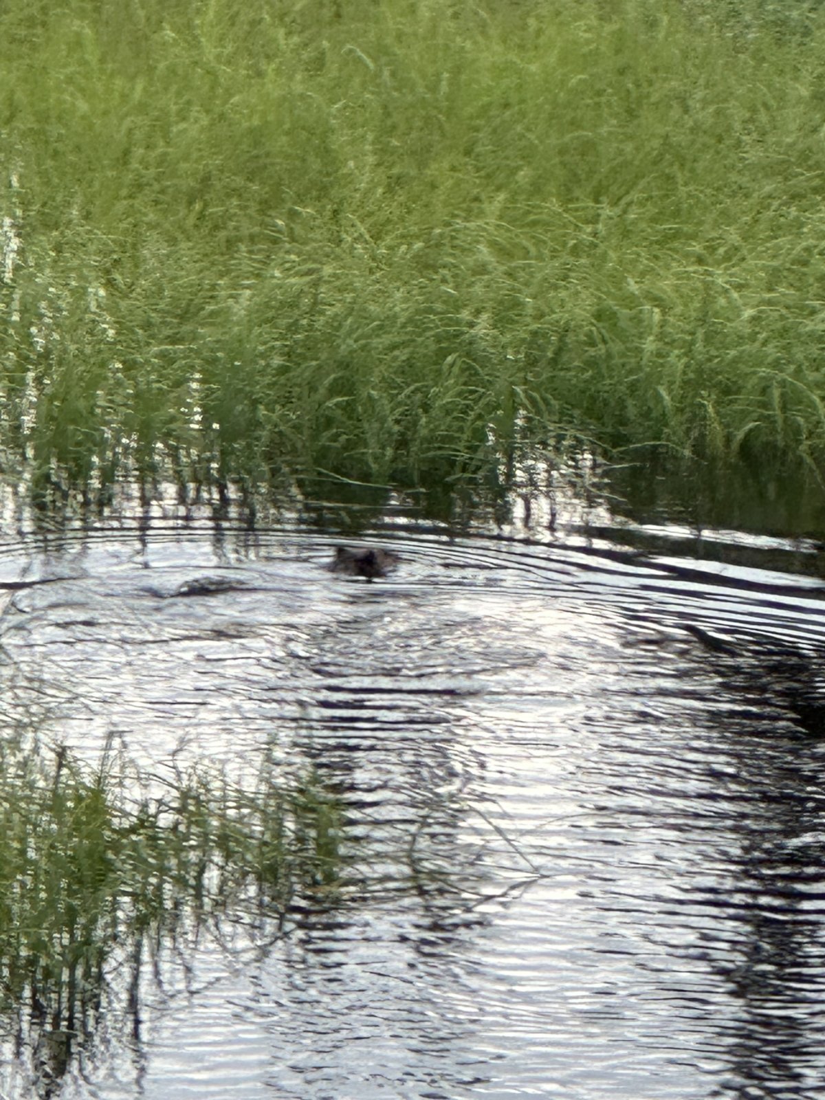 IMG_7741.jpg