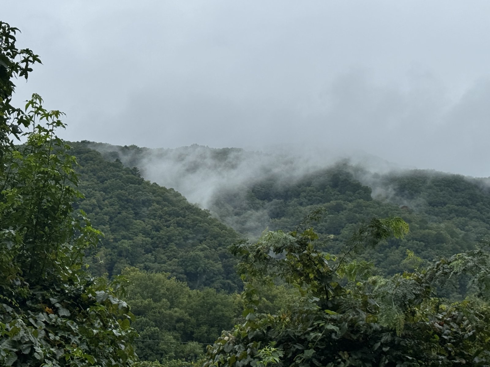 IMG_7917.jpg